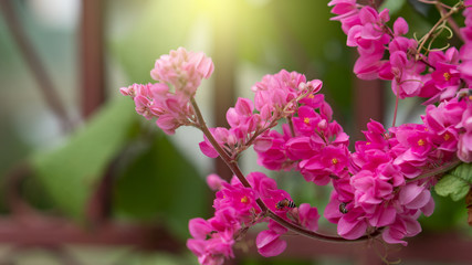 Pink flowers with light orange