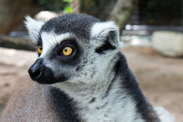 Naklejka na ściany i meble Ring-tailed lemur at Safari World in Bangkok