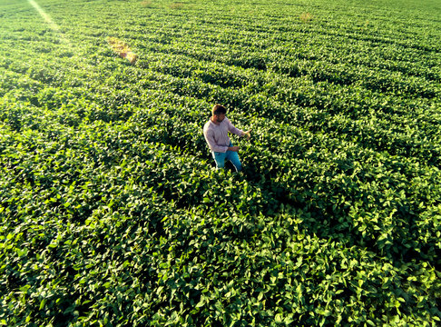 Aerial View Of Young Farmer Walking In A Soybean Field And Examining Crop.