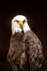 Der Weißkopfseeadler