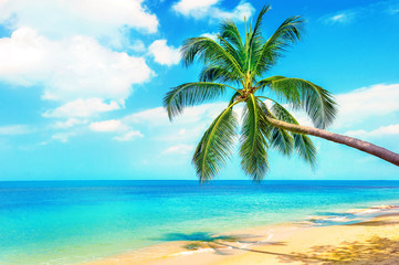 Beautiful Maldive beach. View of nice tropical beach with palms around. Holiday and Vacation concept