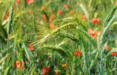 Wheat field. Ears of wheat close up. Green wheat on field in rays of sun. Sunshine and wheat ears. Rich harvest concept.