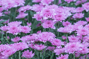 Obraz premium Pink Chrysanthemum flowers in a garden.Sometimes called mums or chrysanths.(Dendranthemum grandifflora).Beautiful pink flower. 