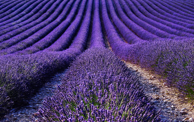 Fototapeta na wymiar Lavender field in the summer. Flowers in the lavender fields in the Provence mountains.