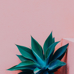 Tropical plant on the pink wall. Plants on pink fashion content .Minimal plant art © Porechenskaya