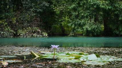 Lotus on the pond 