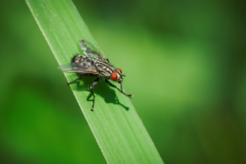 Sarcophaga nodosa on blade of grass_Fleischfliege