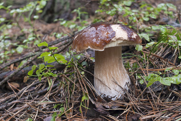 piękny jesienny borowik