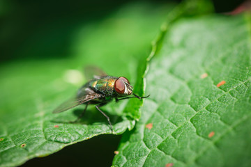 Head with compound eyes on green leaves