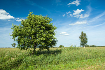 Obraz premium Deciduous tree on the meadow