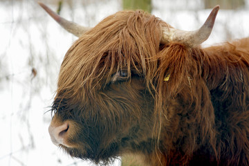 krowa rasy szkockiej wyżynnej