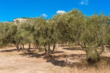 Olivenbäume bei Les-Baux-de Provence