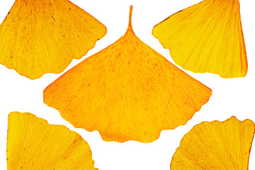 Naklejka premium Beautiful ginkgo leaves isolated on white background