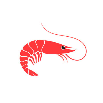 Shrimp. Vector illustration. Prepared prawn on white background