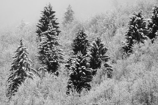 Fototapeta Foresta con faggi e abeti rossi in Inverno con neve