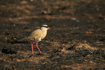 Crowned Lapwing standing on newly burned vegetation.