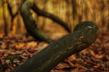 Bendy tree fallen on an autumn forest floor
