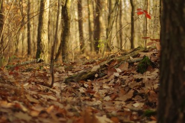 Forest floor in autumn