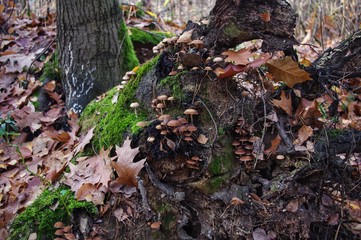 Mushroom on mossy stump