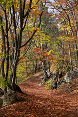 Beautiful autumn landscape with trees and yellow leaves in the forest