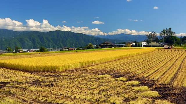 Harvesting on rice field in Nagano Prefecture, Japan.