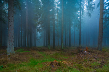 Fototapeta premium misty forest