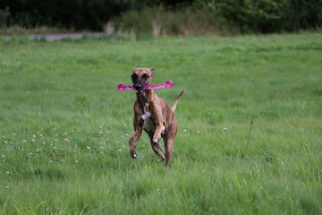 beautiful brindle whippet is running in the garden with a pink toy in the mouth