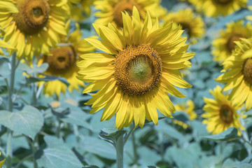 Obraz premium Sun flower in nature background.A yellow flower in fields.Beautiful sun flowers.