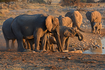 Elefantenherde (loxodonta africana) am Wasserloch Okaukuejo im Etosha Nationalpark