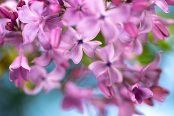 Fototapeta na wymiar lilac blossoms on branches
