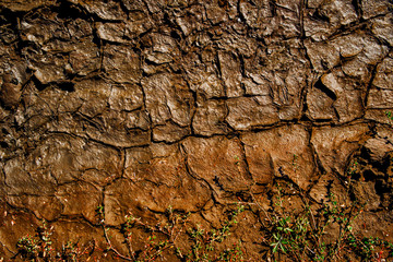 Dry soil texture and background. Brown soil background. Abstract ground. Natural abstraction. Clay. Ocher. Green Grass. Cracked soil background