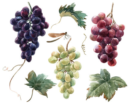 Watercolor grape set © zenina