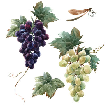 Watercolor grape set