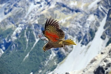 bird in flight