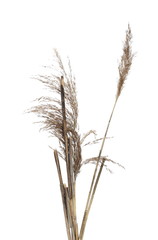 Common bulrush, reeds isolated on white background, clipping path © dule964