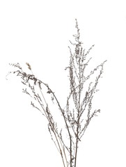 Dry grass isolated on white background