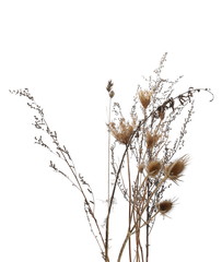 Dry burdock, thistle isolated on white background with clipping path
