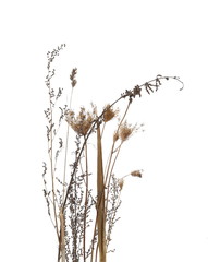 Dry burdock, thistle isolated on white background with clipping path
