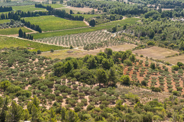 Olivenbäume im Tal von Les Baux-de-Provence