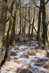 Winter im Darsswald