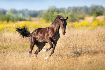 Black horse run gallop in autumn meadow