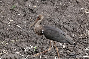 Black storck (Ciconia nigra) in front of black soils.