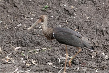 Black storck (Ciconia nigra) in front of black soils.