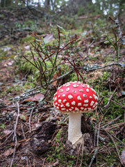 Red poisonous Fly Agaric mushroom. Amanita Muscaria.