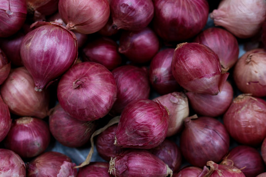 Harvested red onions in container