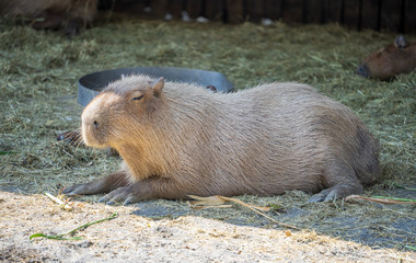Cute Capybara (biggest mouse) eating and sleepy rest in the zoo, Tainan, Taiwan, close up shot