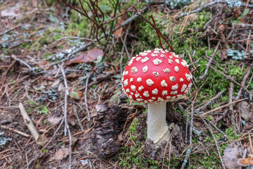 Red poisonous Fly Agaric mushroom. Amanita Muscaria.