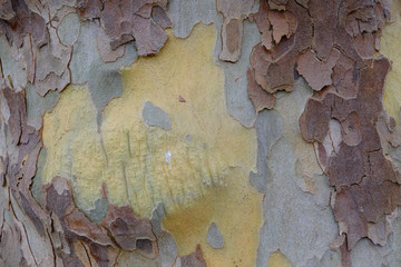 Stamm einer Plantane