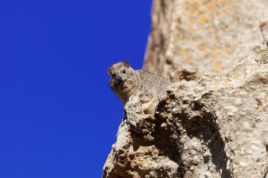 Rock hyrax (Procavia capensis) on a cliff