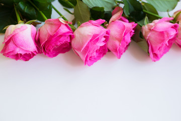 pink roses lay in a row on a white table, close-up